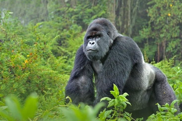 2-Day Gorilla Trekking & Kigali City Experience Image