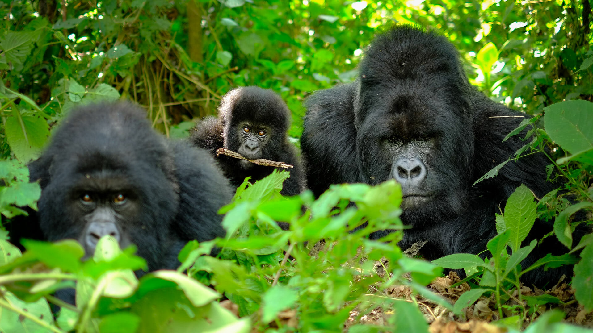 Gorilla Trekking Adventure in Volcanoes National Park Image