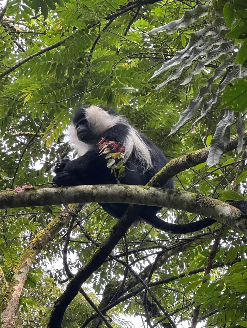 5-Day Primate Safari & Kigali City Adventure Image