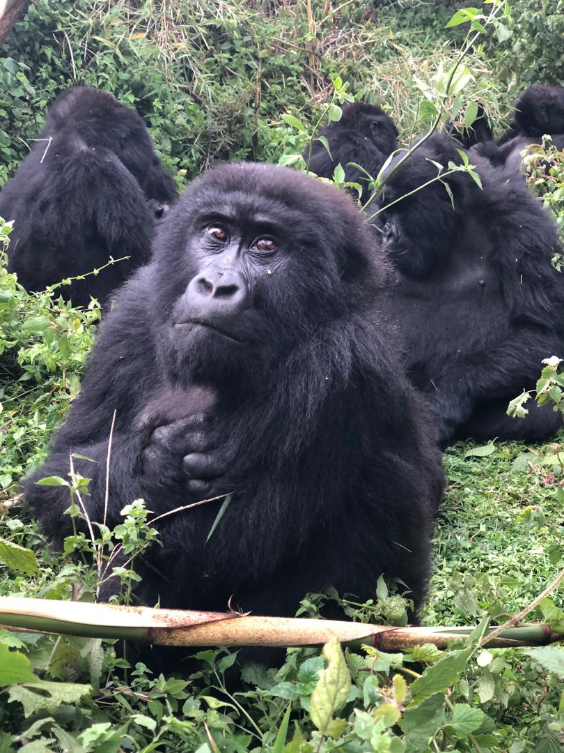2 DAY KIGALI CITY TOUR AND UGANDA BWINDI GORILLA  TREKKING EXPERIENCE Image